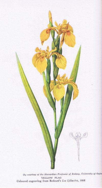 Gelbe Flagge, Nature in Britain, veröffentlicht von Collins, 1946 von Pierre Joseph Redouté